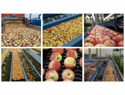 Advanced Apple Grading Machine