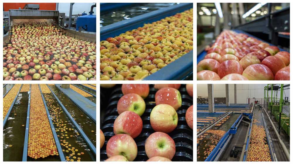 apple sorting machine